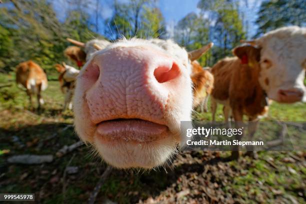 mouth of a calf, lenggries, upper bavaria, bavaria, germany - lenggries stock-fotos und bilder
