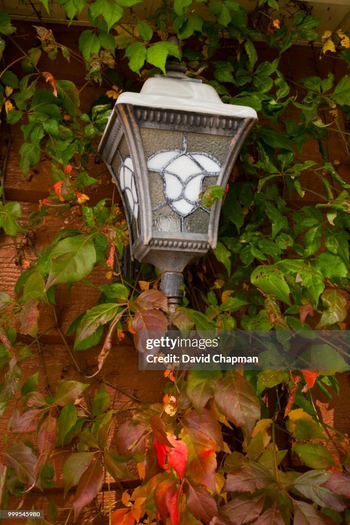 Vine covered house lamp in autumn, Magog, Eastern Townships, Quebec, Canada