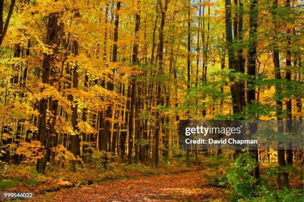 autumn forest and walking trail, roxton pond, eastern townships, quebec, canada - eastern townships quebec stock pictures, royalty-free photos & images