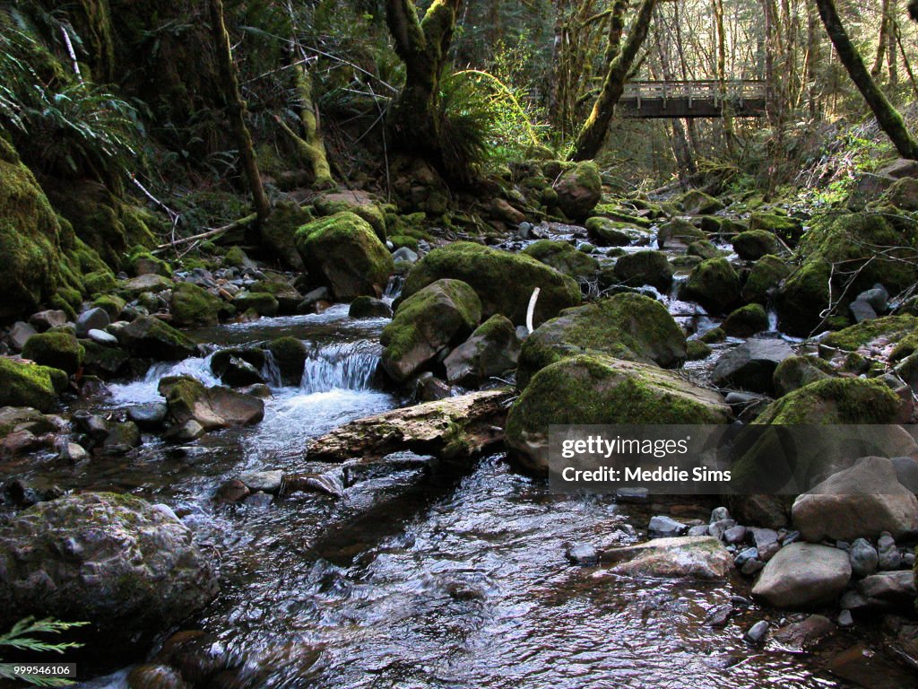 Mossy Creek