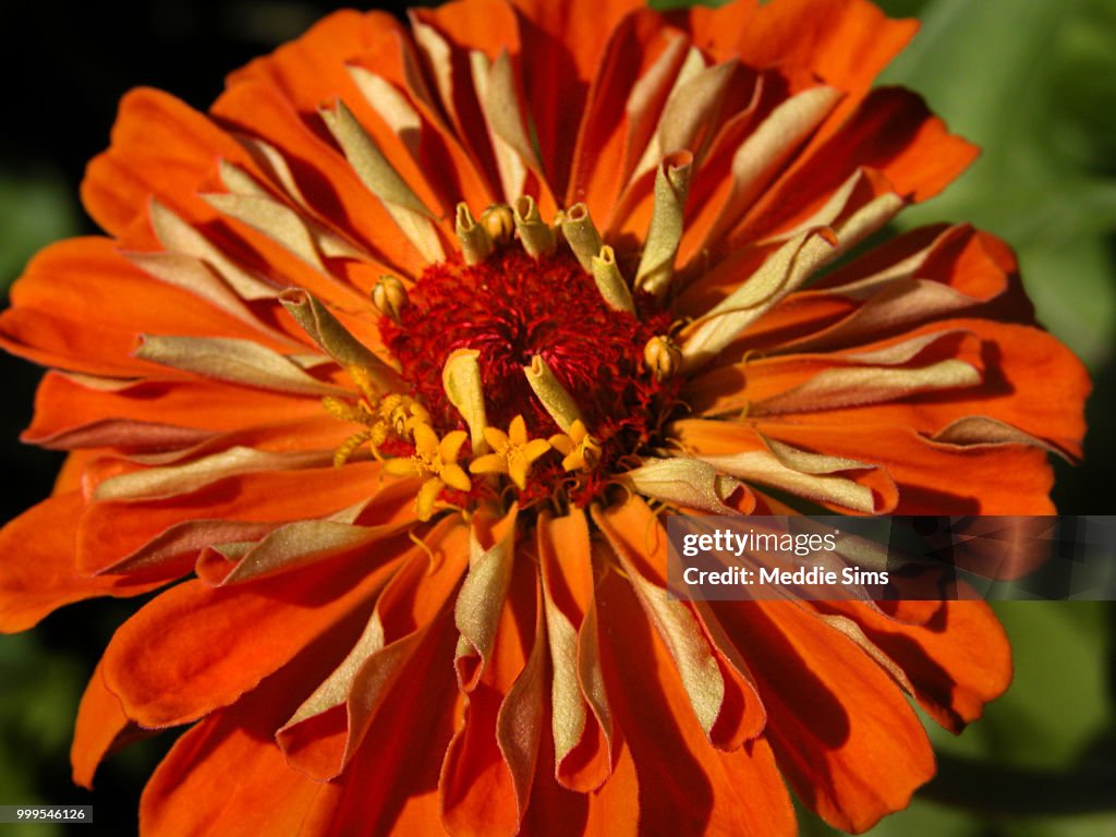 Orange Zinnia