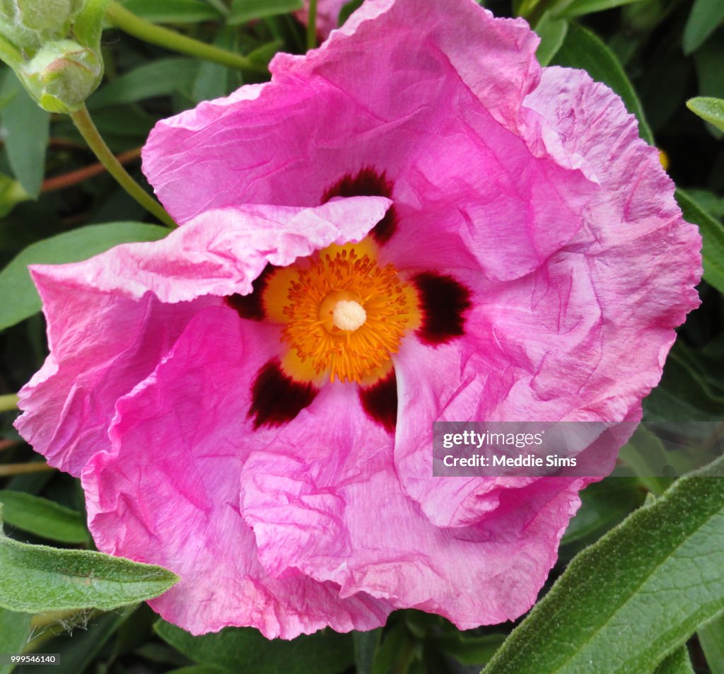 Orchid Rockrose
