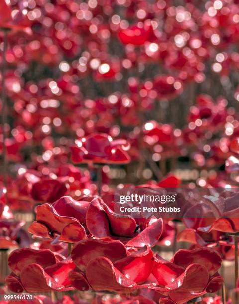 plymouth poppies - stubbs stock pictures, royalty-free photos & images