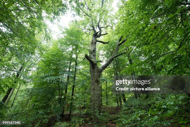 Roughly 300-year-old oak tree with hermits, photographed in the nature reserve 'Lauenberger Eichen' in Lauenberg, Germany, 31 August 2017. A forestry...