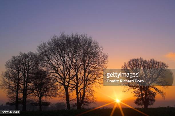 tree silhouettes at sunrise with sunbeams, niederrhein, north rhine-westphalia, germany - niederrhein stock-fotos und bilder