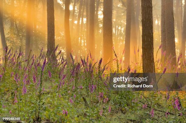 foxglove (digitalis purpurea) in a light-flooded coniferous forest, wesel, lower rhine, north rhine-westphalia, germany - niederrhein stock-fotos und bilder