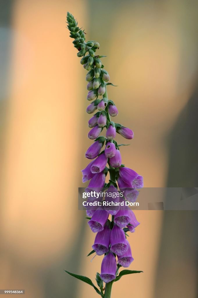 Foxglove (Digitalis purpurea), North Rhine-Westphalia, Germany