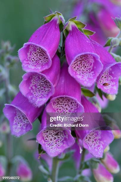 foxglove (digitalis purpurea), north rhine-westphalia, germany - inflorescence stock pictures, royalty-free photos & images