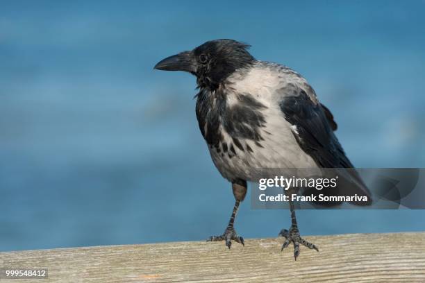 hooded crow (corvus corone cornix) perched on railing, mecklenburg-western pomerania, germany - pomerania stock pictures, royalty-free photos & images