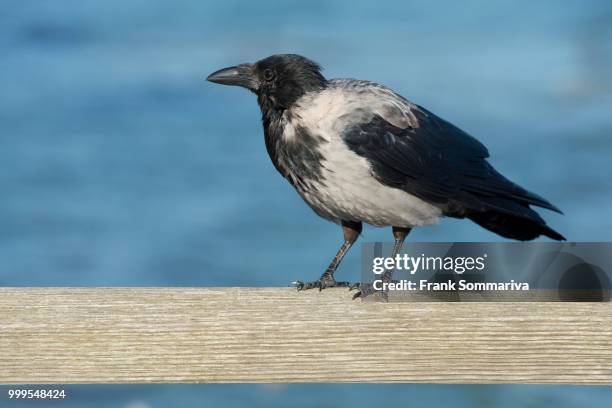 hooded crow (corvus corone cornix) perched the railing, mecklenburg-western pomerania, germany - pomerania stock pictures, royalty-free photos & images