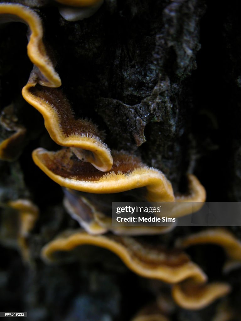 Tree Fungus Yellow