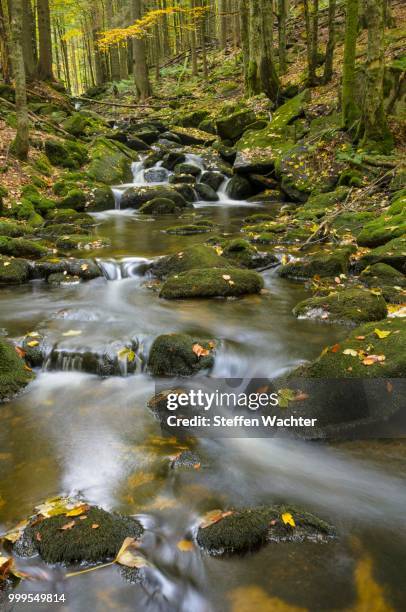 kleine ohe, a stream flowing between moss-covered rocks in a forest, autumn, bavarian forest national park, bavaria, germany - bayerischer wald national park bildbanksfoton och bilder