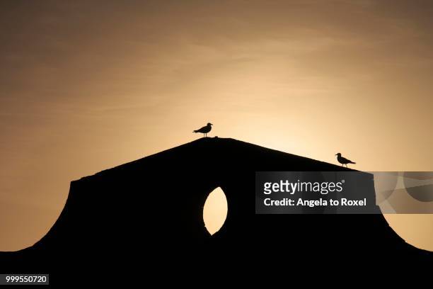 yellow-legged gulls (larus michahellis) on the harbour wall at sunset, skala du port fortress, essaouira, morocco - skala stock pictures, royalty-free photos & images
