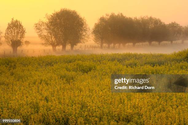 blooming rapeseed field in front of trees in fog at dawn, rhine, lower rhine, north rhine-westphalia, germany - niederrhein stock-fotos und bilder
