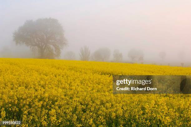 blooming rapeseed field in front of trees in fog at dawn, rhine, lower rhine, north rhine-westphalia, germany - iluminação rheinberg imagens e fotografias de stock