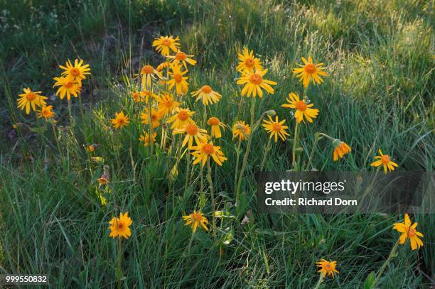 mountain arnica (arnica montana), north rhine-westphalia, germany - inflorescence stock pictures, royalty-free photos & images