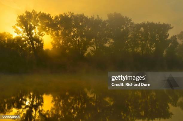 foggy sunrise behind trees on the old rhine, bislicher insel, xanten, niederrhein, north rhine-westphalia, germany - insel - fotografias e filmes do acervo