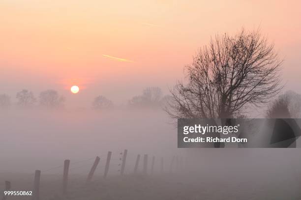 sunrise with trees and fog, rheinberg, niederrhein, north rhine-westphalia, germany - iluminaç�ão rheinberg imagens e fotografias de stock