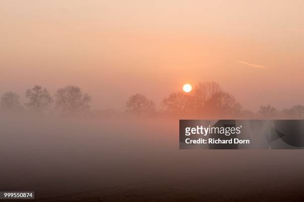 sunrise with trees and fog, rheinberg, niederrhein, north rhine-westphalia, germany - niederrhein stock-fotos und bilder