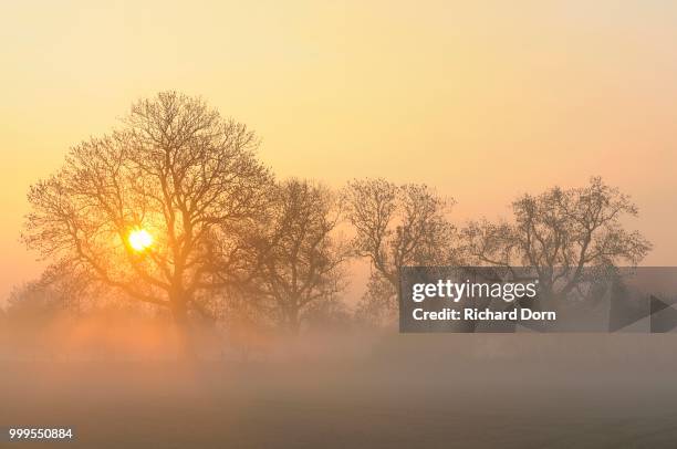 sunrise with trees and fog, rheinberg, niederrhein, north rhine-westphalia, germany - niederrhein stock-fotos und bilder