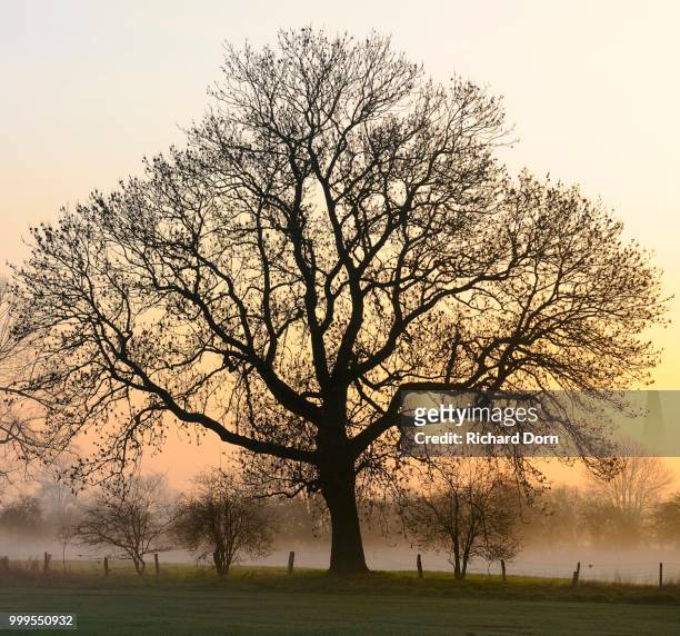 old english oak (quercus robur) at dawn, fog, rheinberg, niederrhein, north rhine-westphalia, germany - niederrhein stock-fotos und bilder