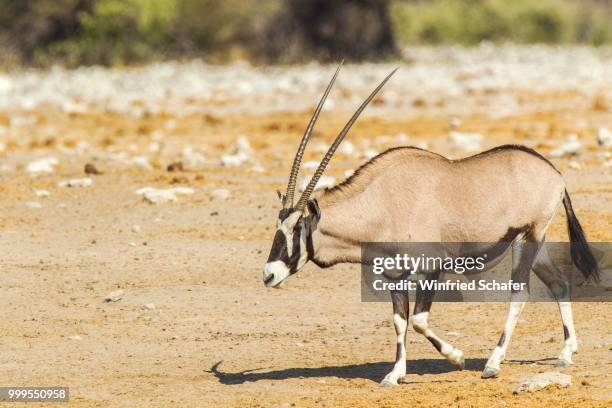 gemsbok or oryx (oryx gazella), etosha national park, namibia - hornträger stock-fotos und bilder