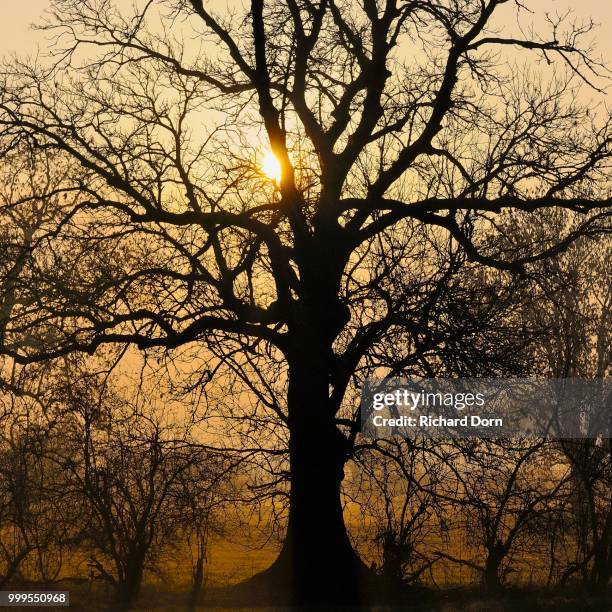 old english oak (quercus robur) at sunrise, rheinberg, niederrhein, north rhine-westphalia, germany - iluminação rheinberg imagens e fotografias de stock