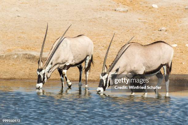 gemsboks or oryx (oryx gazella) drinking at a waterhole, etosha national park, namibia - oryx stock pictures, royalty-free photos & images