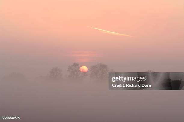 sunrise with trees and fog, rheinberg, niederrhein, north rhine-westphalia, germany - niederrhein stock-fotos und bilder