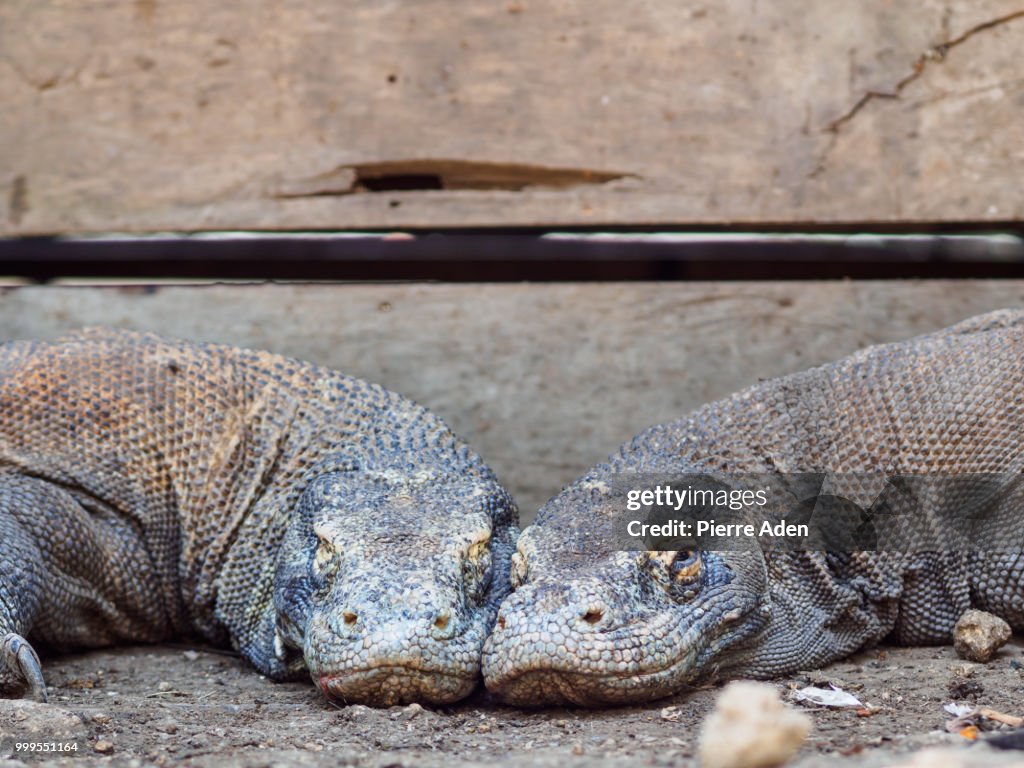 Monitor Lizard on Rinca Island, Indonesia.
