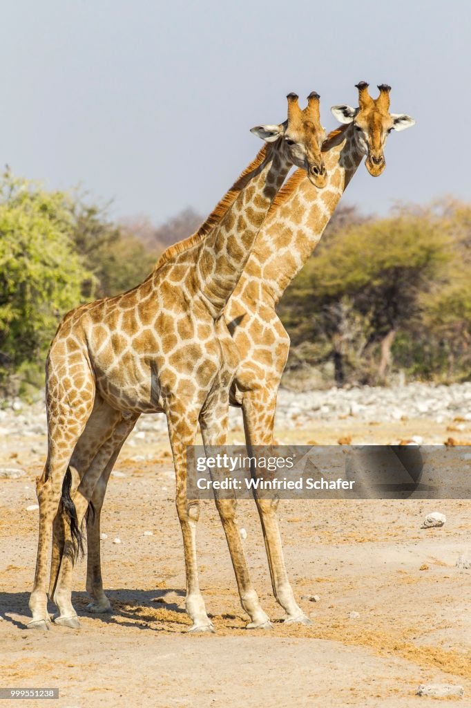 Giraffes (Giraffa camelopardalis), Etosha National Park, Namibia