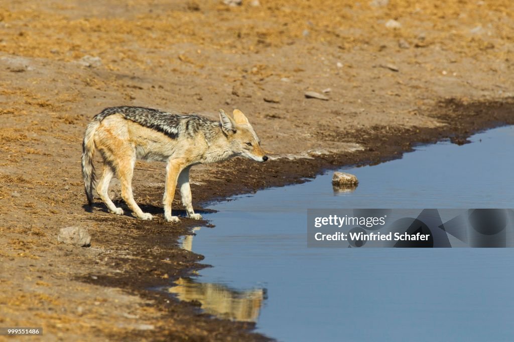 Black-backed Jackal (Canis mesomelas) at a waterhole, Etosha National Park, Namibia