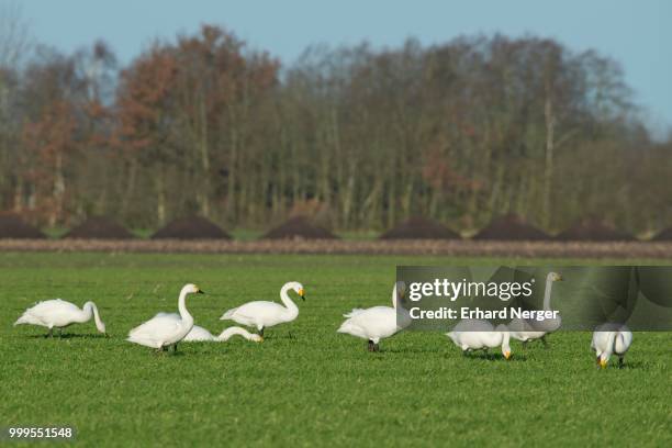 whooper swans (cygnus cygnus) and bewick's swans (cygnus bewickii), emsland, lower saxony, germany - whooper swan stock-fotos und bilder