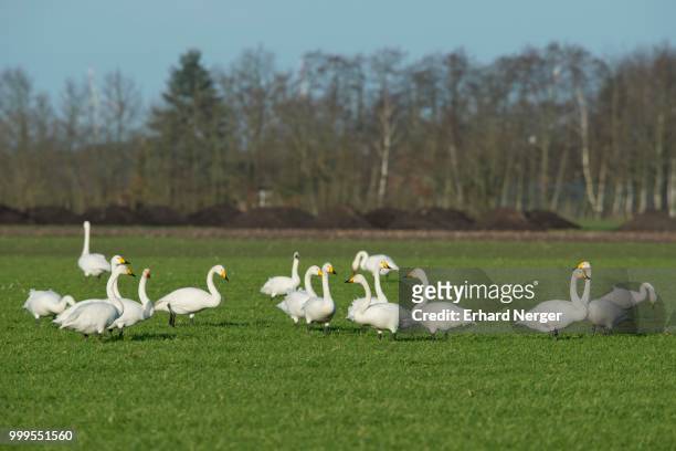 whooper swans (cygnus cygnus) and bewick's swans (cygnus bewickii), emsland, lower saxony, germany - whooper swan stock-fotos und bilder