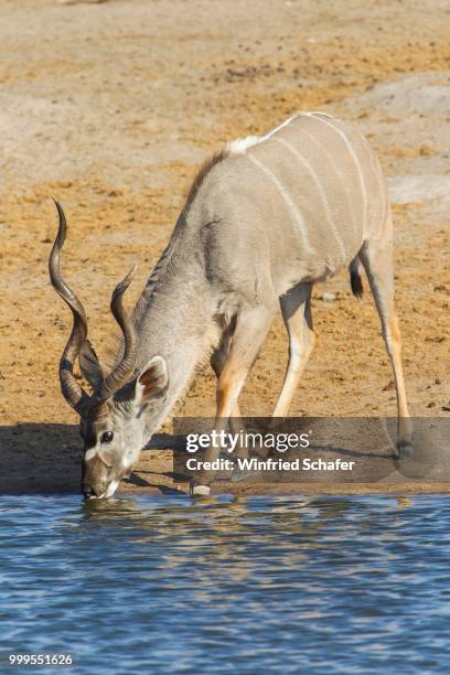 greater kudu (tragelaphus strepsiceros), male, drinking at a waterhole, etosha national park, namibia - hornträger stock-fotos und bilder