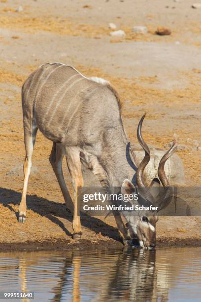 greater kudu (tragelaphus strepsiceros), male, drinking at a waterhole, etosha national park, namibia - male kudu stock pictures, royalty-free photos & images