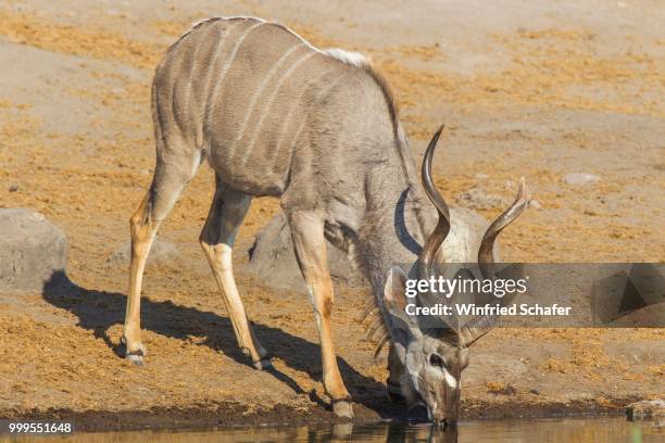 greater kudu (tragelaphus strepsiceros), male, drinking at a waterhole, etosha national park, namibia - greater than stock-fotos und bilder