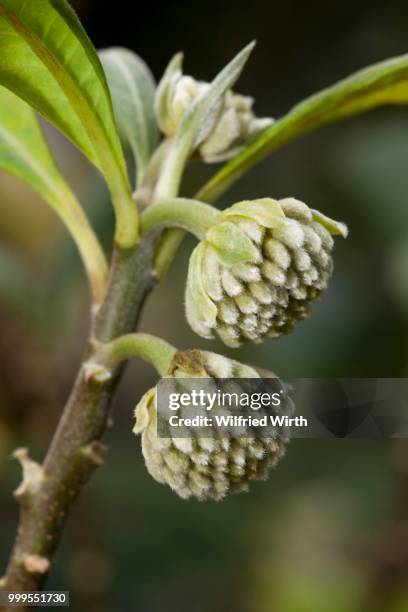 oriental paperbush, mitsumata (edgeworthia papyrifera), native to china - inflorescence stock pictures, royalty-free photos & images
