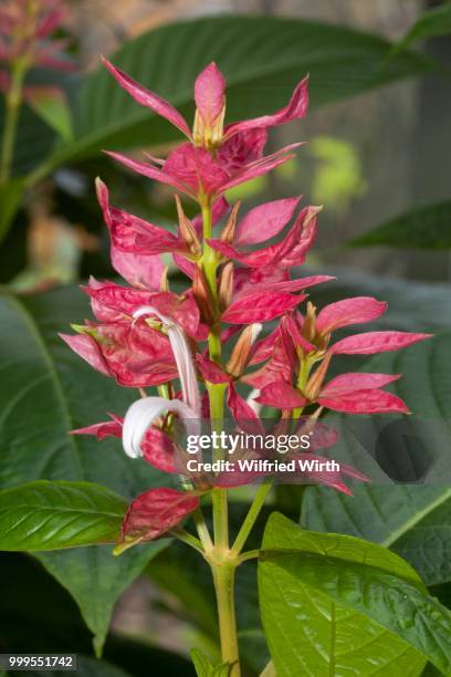 red justicia (megaskepasma erythrochlamys), native to central america - inflorescence stock pictures, royalty-free photos & images