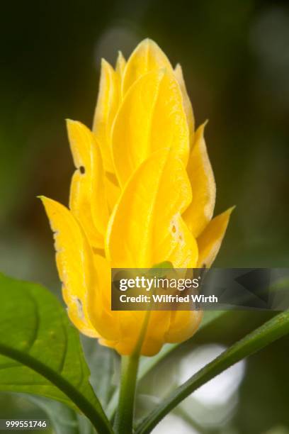 lollipop plant or golden shrimp plant (pachystachys lutea), native to peru - inflorescence stock pictures, royalty-free photos & images