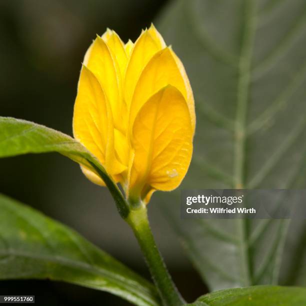 lollipop plant or golden shrimp plant (pachystachys lutea), native to peru - inflorescence photos et images de collection