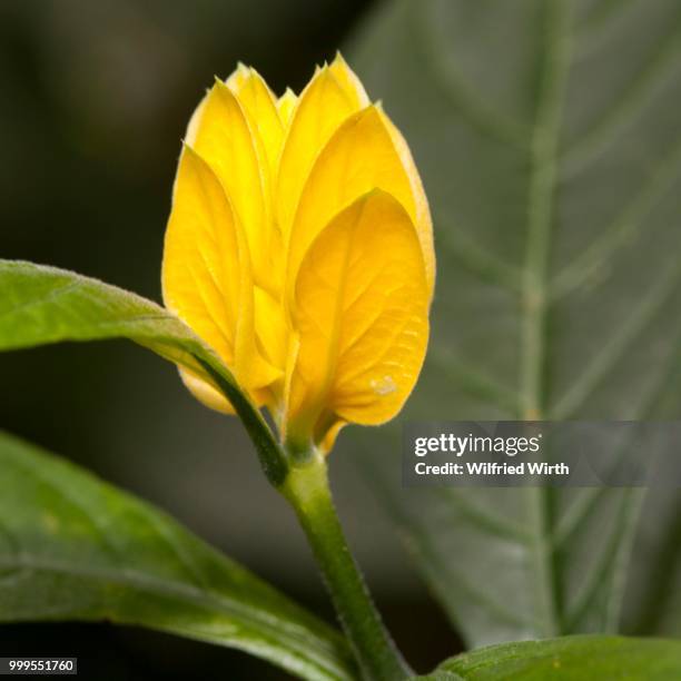 lollipop plant or golden shrimp plant (pachystachys lutea), native to peru - acanthaceae stock pictures, royalty-free photos & images