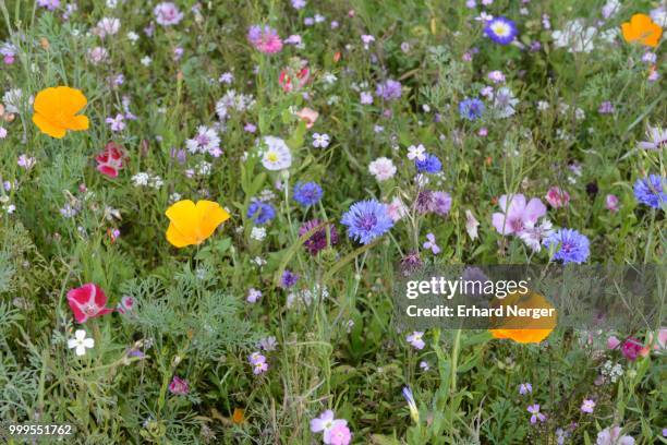 flower meadow, brittany, france - inflorescence stock pictures, royalty-free photos & images