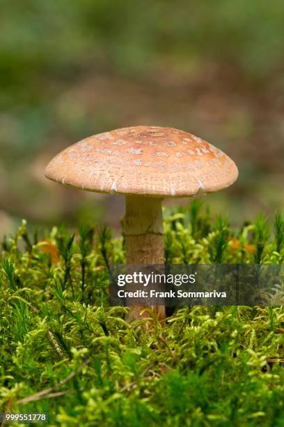 blusher (amanita rubescens), lower saxony, germany - agaricales stock pictures, royalty-free photos & images