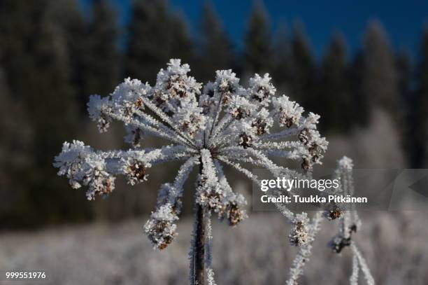 snowed cow parsley - snowed in stock pictures, royalty-free photos & images