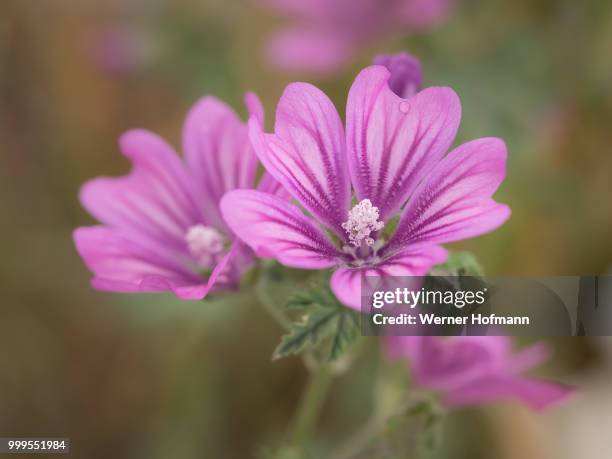 malva sylvestris - werner stock pictures, royalty-free photos & images