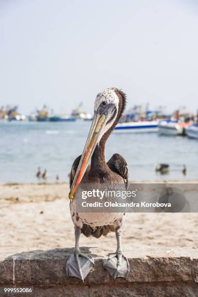 the peruvian pelican (pelecanus thagus) sitting on the beach on the coast of paracas, sunny april day near the pacific ocean. - paracas stock pictures, royalty-free photos & images