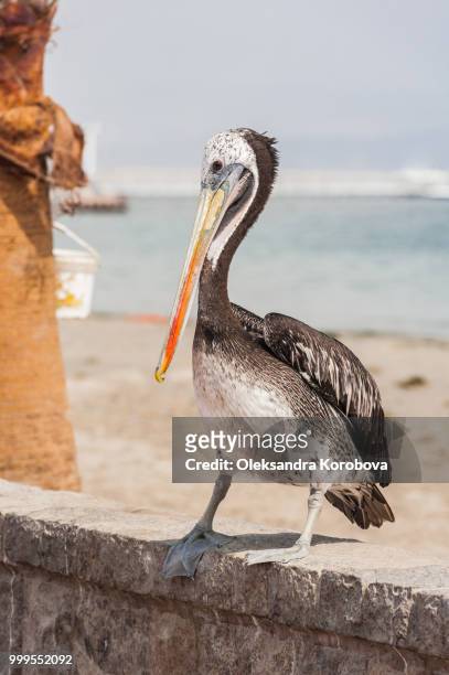 the peruvian pelican (pelecanus thagus) sitting on the beach on the coast of paracas, sunny april day near the pacific ocean. - paracas stock pictures, royalty-free photos & images