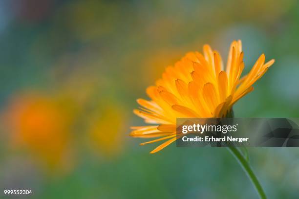 marigold (calendula officinalis), emsland, lower saxony, germany - inflorescence photos et images de collection