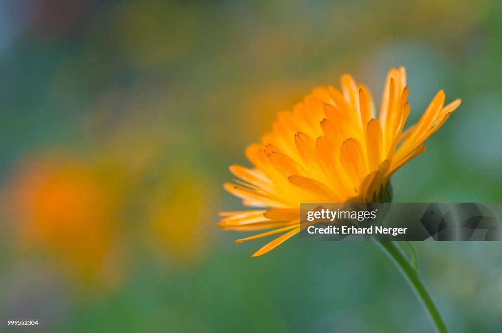 Marigold (Calendula officinalis), Emsland, Lower Saxony, Germany